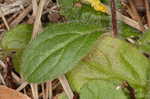 Carolina frostweed